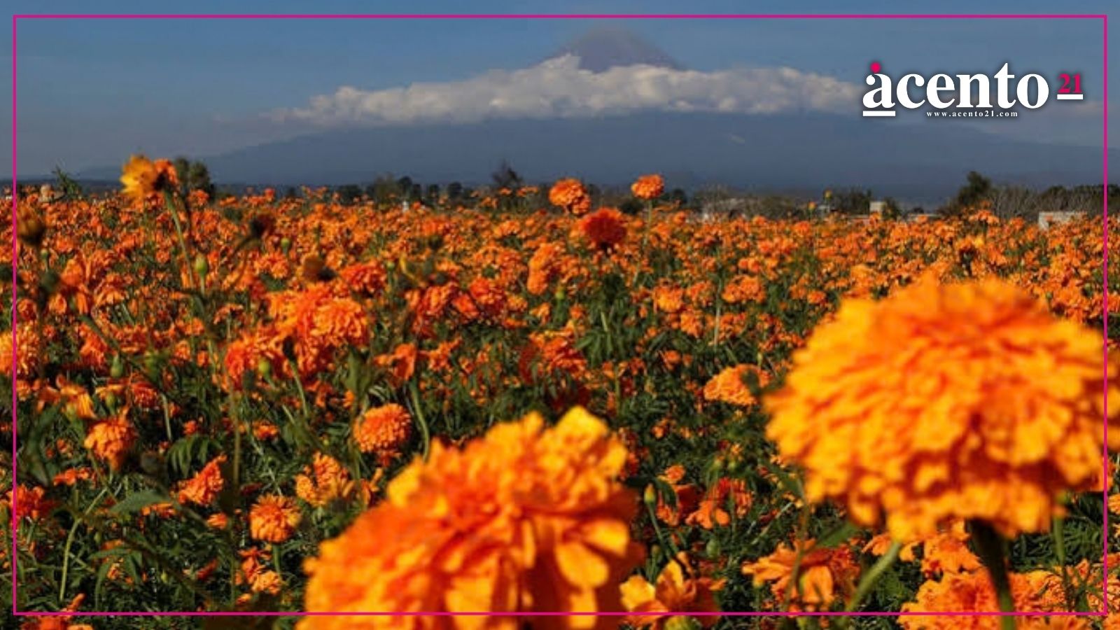 Puebla prevé producción récord de cempasúchil y derrama superior a 100 mdp