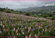 Perros aparecen muertos entre gladiolas en San Diego Acapulco; denuncian presunto envenenamiento Perros aparecen muertos entre gladiolas en San Diego Acapulco; denuncian presunto envenenamiento