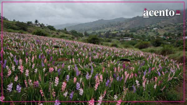 Perros aparecen muertos entre gladiolas en San Diego Acapulco; denuncian presunto envenenamiento