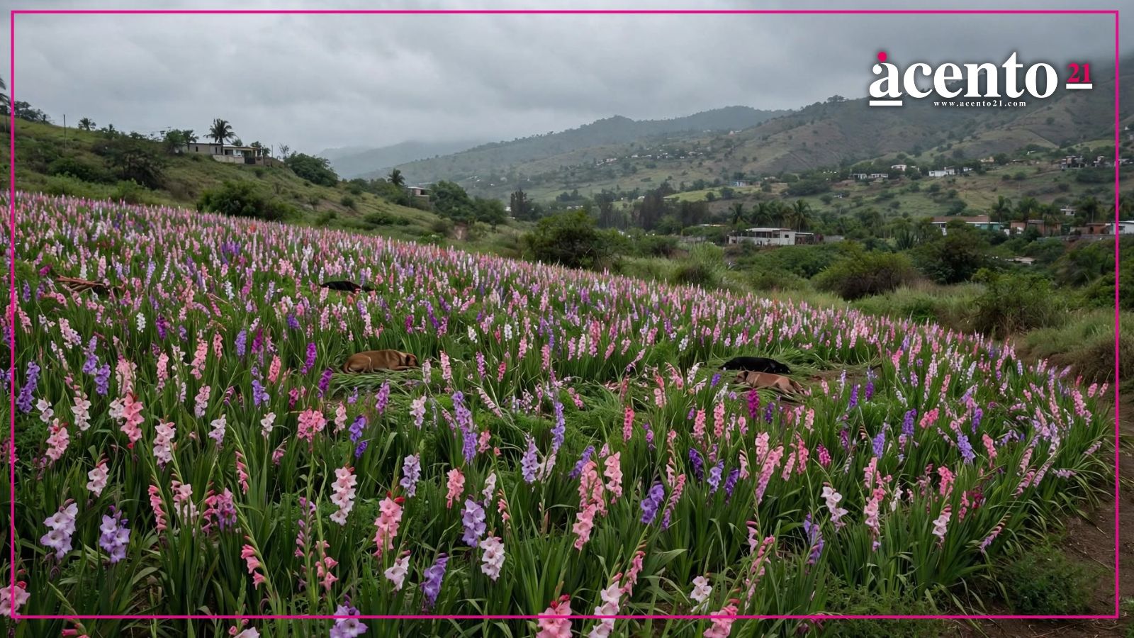 Perros aparecen muertos entre gladiolas en San Diego Acapulco; denuncian presunto envenenamiento