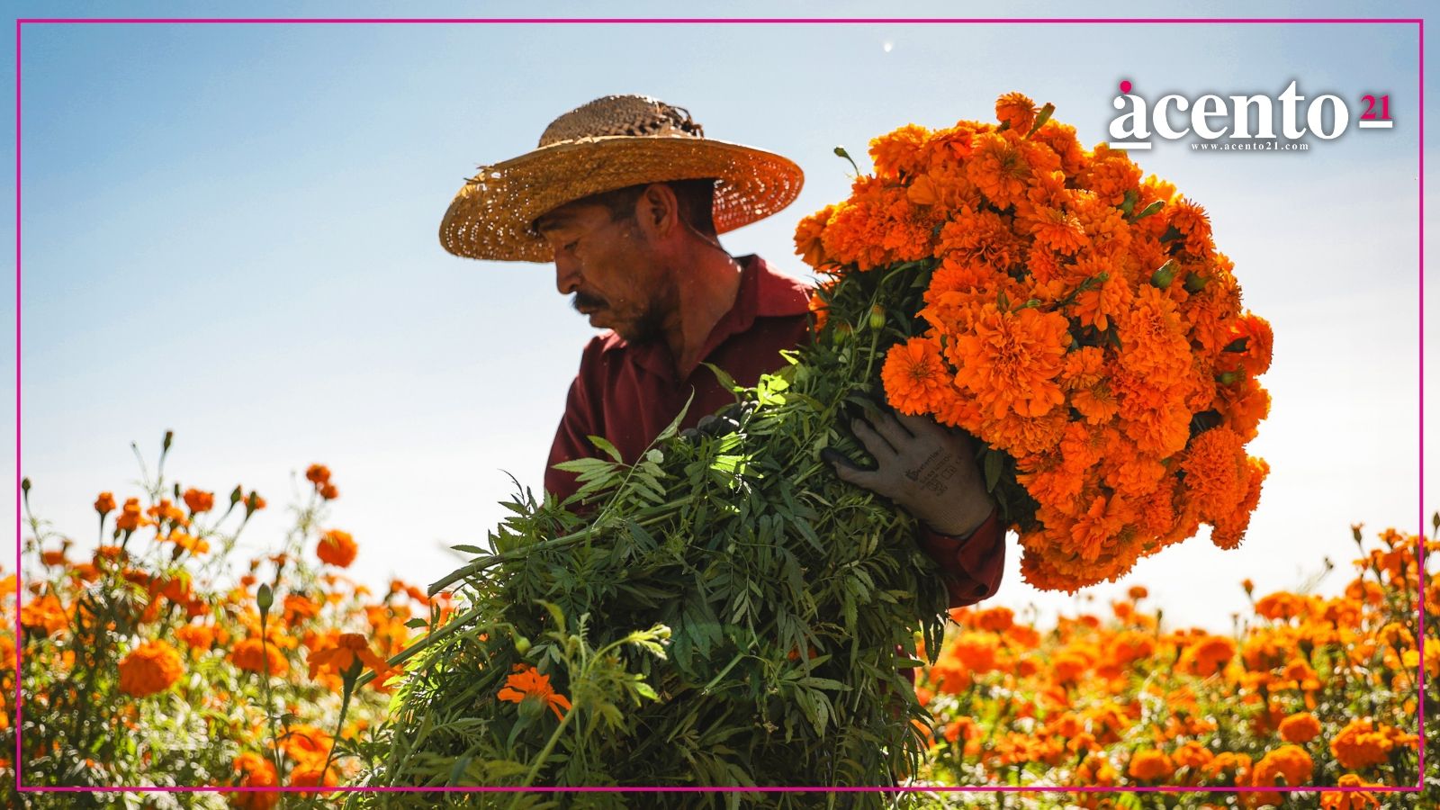 Lluvias no afectarán la venta de cempasúchil en Puebla; corte inicia el 25 de octubre