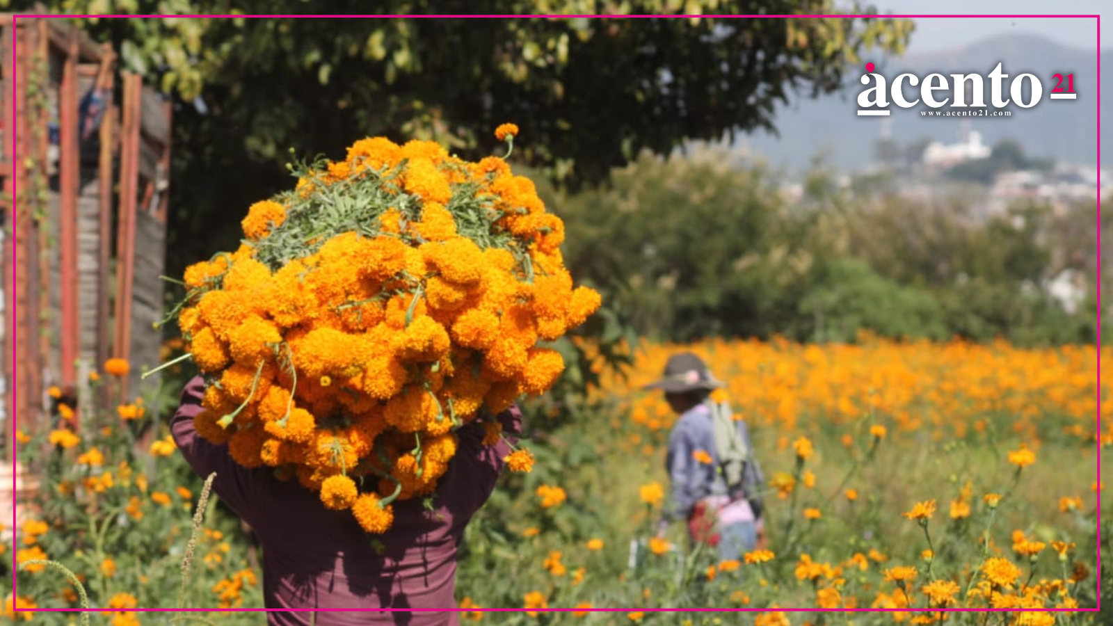 Puebla lidera la producción de cempasúchil; arranca la cosecha en Atlixco Puebla lidera la producción de cempasúchil; arranca la cosecha en Atlixco